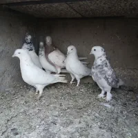 سرور خال پیس هما|پرنده|قم, زاویه|دیوار