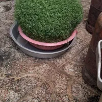 سبزه خوب و خوشگل|گل و گیاه طبیعی|نورآباد, |دیوار