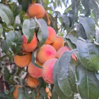 فروش چاه اب کشاورزی کمیجان