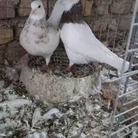 طوقی سرور|پرنده|اردکان, |دیوار