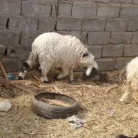 سه تا کاور چاق با یه نری چاق گنبکی|حیوانات مزرعه|گنبکی, |دیوار