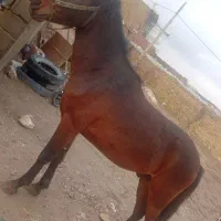 اسب|اسب و تجهیزات اسب‌سواری|سجاس رود, |دیوار