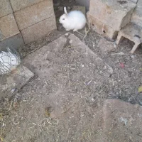 بچه خرگوش|موش و خرگوش|نجفآباد, قلعه سفید|دیوار