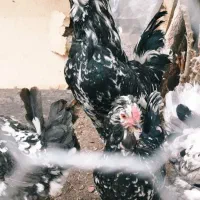 تخم گلین|حیوانات مزرعه|شاهین‌شهر, سعدی شمالی|دیوار