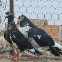 کبوتر پلنگی سیاه