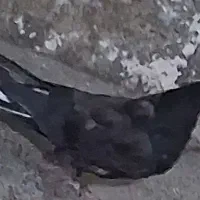 کبوتر