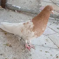 کبوتر|پرنده|شاهین دژ, |دیوار