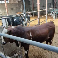 گوساله چاق|حیوانات مزرعه|فردوسیه, |دیوار