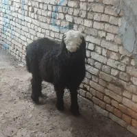 یک راس بره نر ۴۵ کیلویی