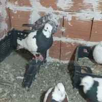 کبوتر طوقی فقط|پرنده|علیآباد کتول, |دیوار