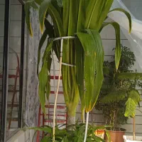 گل اشک ملکه