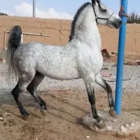 مادیون سواریدار عتیقه