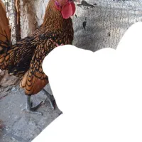 چینی مینیاتوری سبرایت