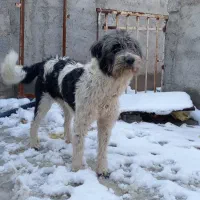 نر و لاس ریشی