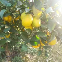 فروش پرتقال تامسون خونی درشت