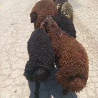 بره نر ۹راس چاق درجه یک