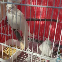 عروس هلندی آلبینو مولد|پرنده|ساری, |دیوار