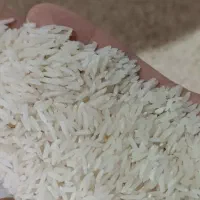 برنج صدری‌گرم (زرد دُم) ارگانیک|حراج|شفت, |دیوار