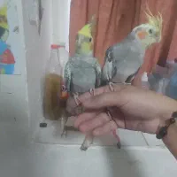 عروس هلندی و برزیلی|پرنده|خلخال, |دیوار