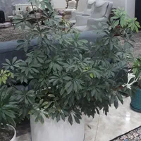 گل شفلرا چندین ساله سرسبز و تنومند|گل و گیاه طبیعی|تهران, ائمه اطهار|دیوار