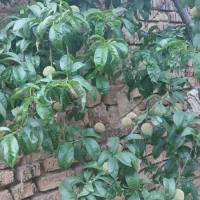 باغ ویلا روستایی|فروش خانه و ویلا|بوئین و میاندشت, |دیوار