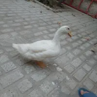 اردک