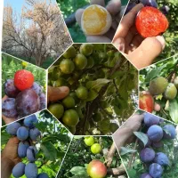 نهال فروشی|خدمات باغبانی و درختکاری|بجنورد, |دیوار