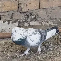 کبوتر پرش سنگین|پرنده|فلاورجان, |دیوار