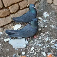 کبوتر|پرنده|بوئین زهرا, |دیوار