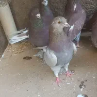 پرنده سرخ کاشونی بی نظیر|پرنده|زواره, |دیوار