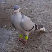 کبوتر