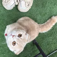 گربه نژاد دار اسکاتیش ۷ ماهه