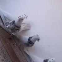 ۲ جفت طوقی کاکلی