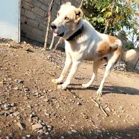 سگ آلابای اصل|سگ|گنبد کاووس, |دیوار