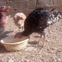 چند عدد بوقلمون ماده نر قاطی|حیوانات مزرعه|باروق, |دیوار