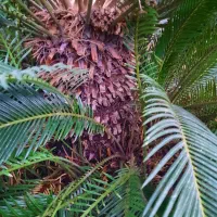 گل سیکاس ۱۵ ساله|گل و گیاه طبیعی|ضیابر, |دیوار