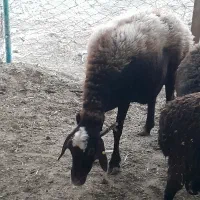 میش چاق