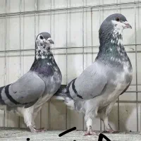 پرنده سرای ۱۱۰|پرنده|اصفهان, عطار نیشابوری|دیوار