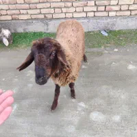 بره ماده|حیوانات مزرعه|سیمین شهر, |دیوار