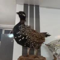 طاووس و پرنده خشکل تاکسدرمی|صنایع دستی و سایر لوازم تزئینی|اردبیل, |دیوار