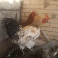 خروس دورگ جوان ۲ عدد