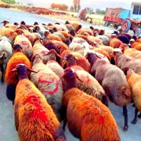 پر گوشت کم دنبه کم چربی گوسفند نروماده+خونی|حیوانات مزرعه|مشهد, توس (بلوار توس)|دیوار