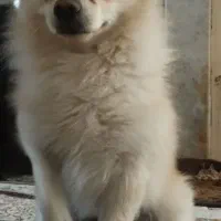 سگ دزدیده شده|حیوانات|اصفهان, مارچین|دیوار