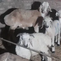 بره نربوری اصل بهترین نژاد وبره بلوچی شاخی