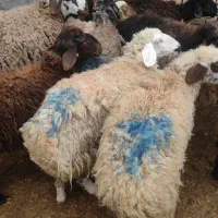 بزغاله بره قلم آبی 7ماهه گوسفند زنده تخفیف اول سال