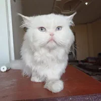 گربه پرشین نر چشم آبی|گربه|گلستان (تهران), |دیوار