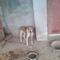 واگذاری سگ گله سراب ۸ماهه نر و ماده رایگان