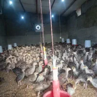 فروش نیمچه بوقلمون محلی