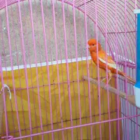 قناری نر مست همراه باقفس|پرنده|بندر ماهشهر, |دیوار