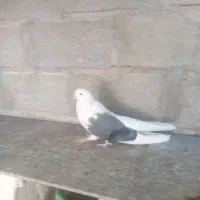 پشدار سبز بلند کشیده نر فروش|پرنده|جیرفت, |دیوار